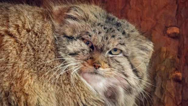 Манул Пепе.