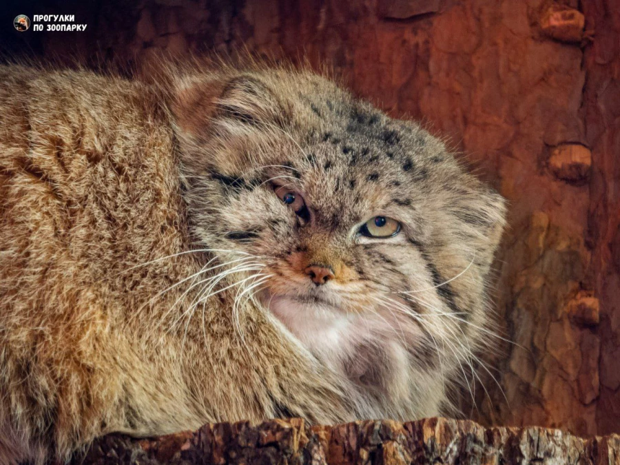 Манул Пепе.