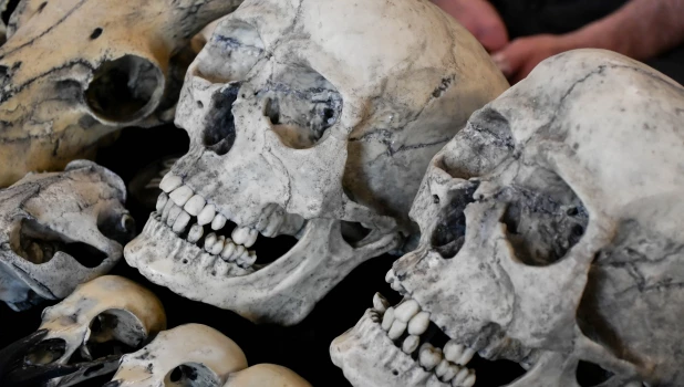 Егор Губарев. Черепа из пластика