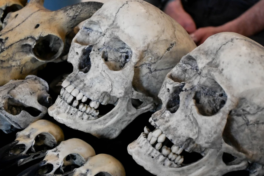 Егор Губарев. Черепа из пластика