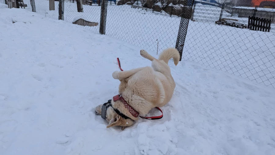 Животные приюта «Ласка». Барнаул