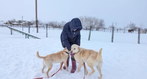 Животные приюта «Ласка». Барнаул