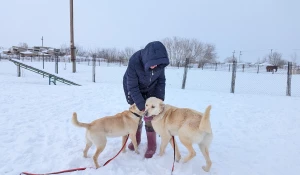Животные приюта «Ласка». Барнаул