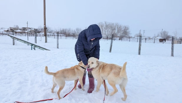 Животные приюта «Ласка». Барнаул