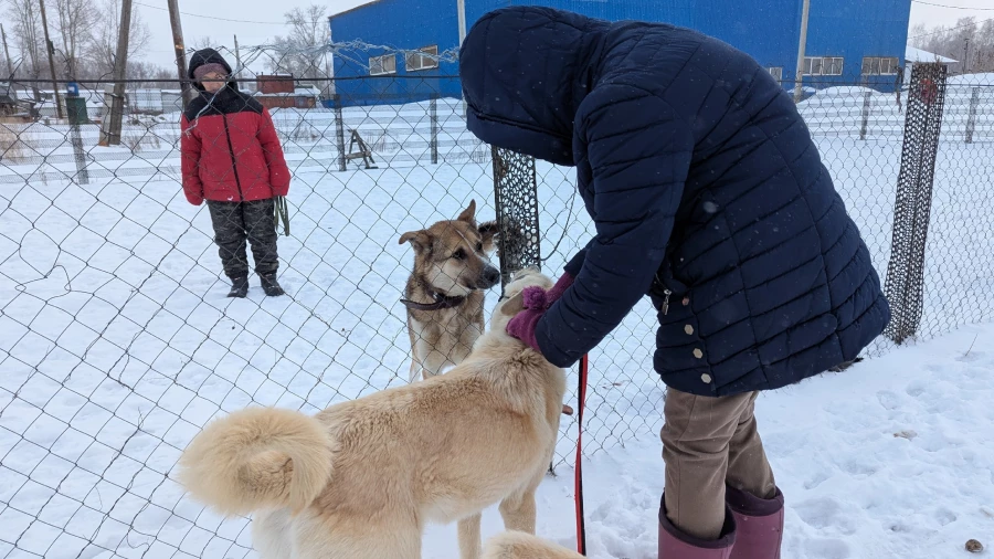 Животные приюта «Ласка». Барнаул