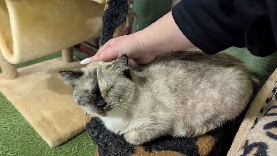 Животные приюта «Ласка». Барнаул