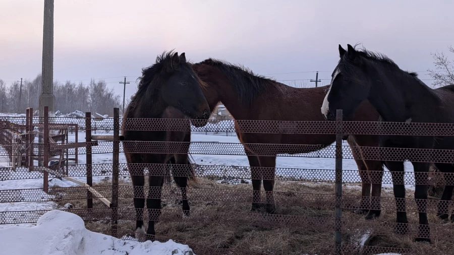 Животные приюта «Ласка». Барнаул