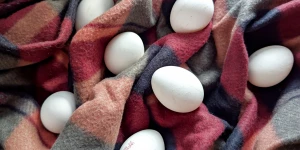 Яйца. Куриные яйца. 