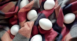 Яйца. Куриные яйца. 