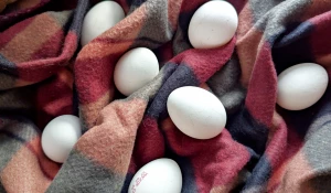 Яйца. Куриные яйца. 