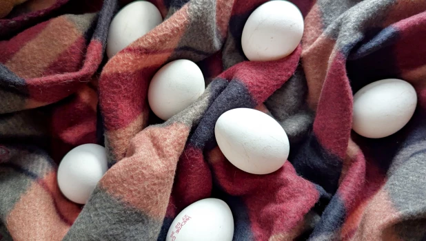 Яйца. Куриные яйца. 