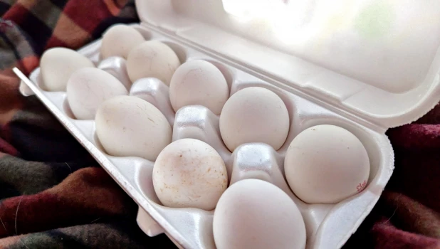 Яйца. Куриные яйца. 
