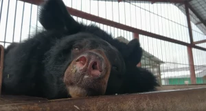 Медведица Даша.