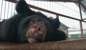 Медведица Даша.