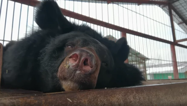 Медведица Даша.