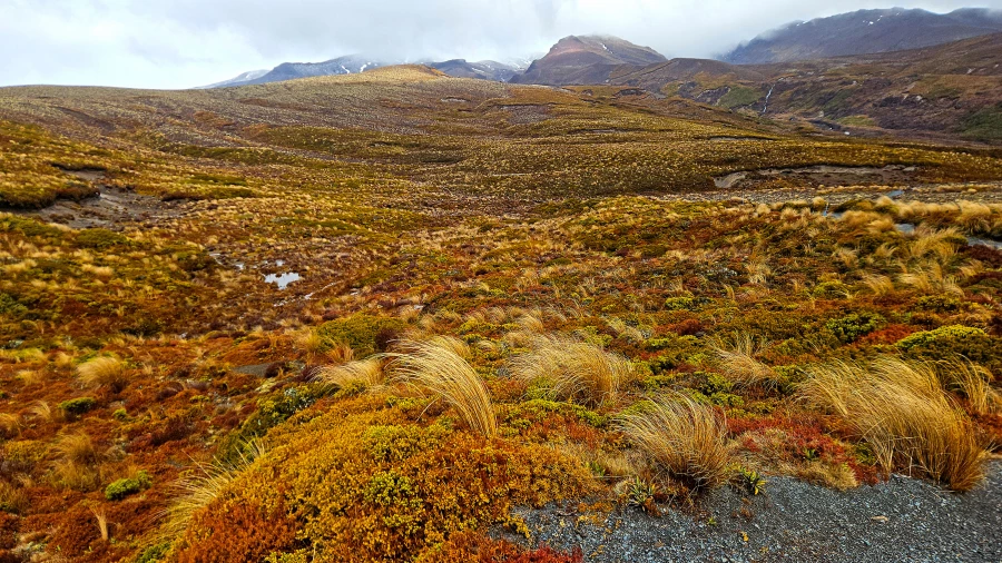 Новая Зеландия.