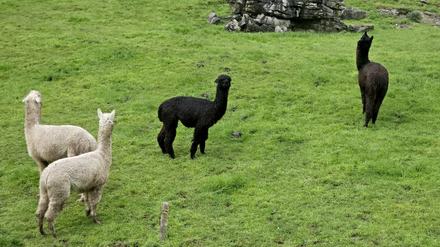 Новая Зеландия.