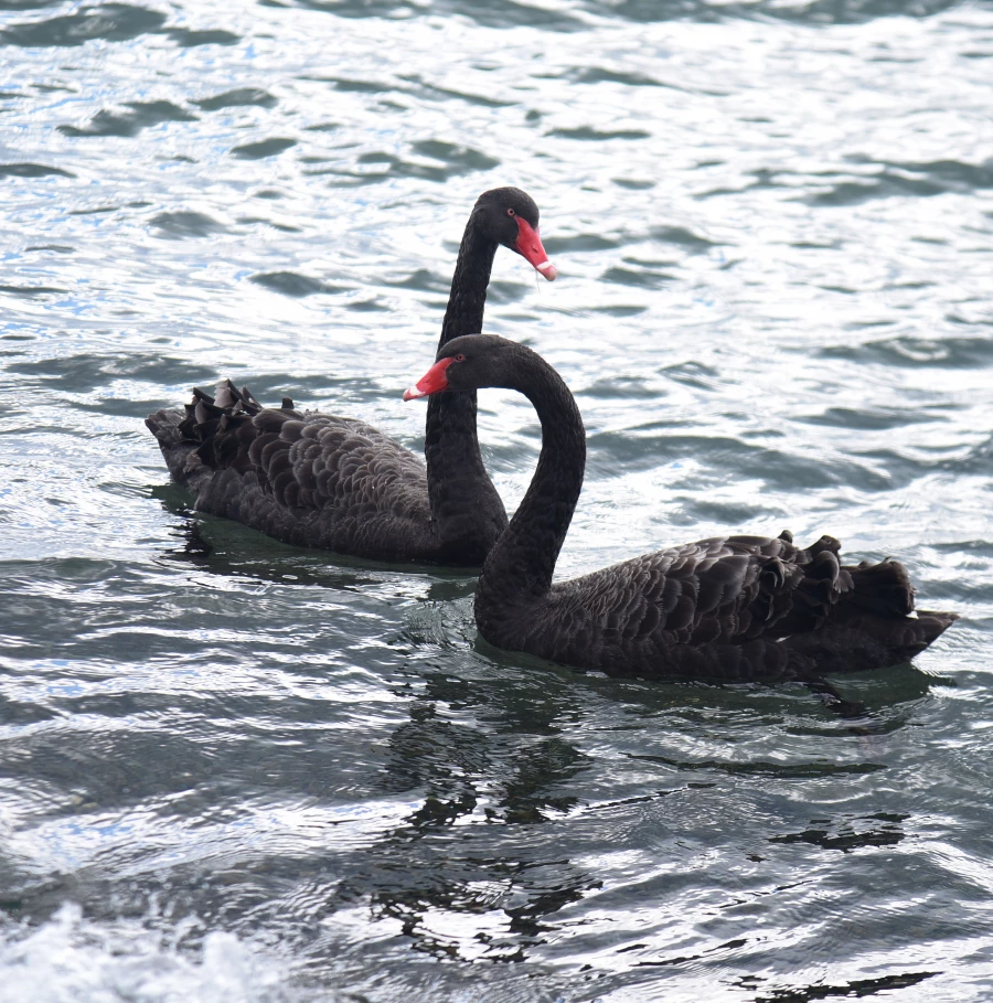 Новая Зеландия.