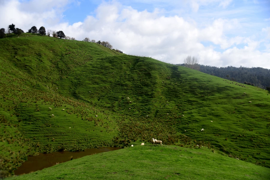 Новая Зеландия.