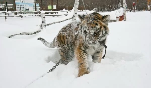 В Барнаул привезли тигрицу Багиру