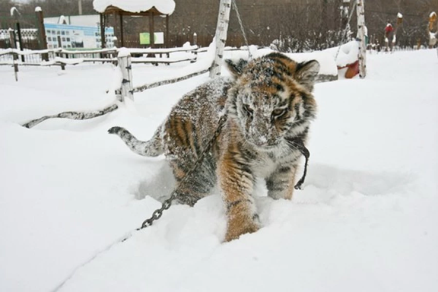 В Барнаул привезли тигрицу Багиру