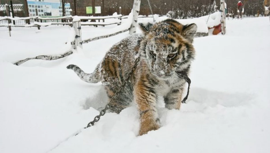 В Барнаул привезли тигрицу Багиру