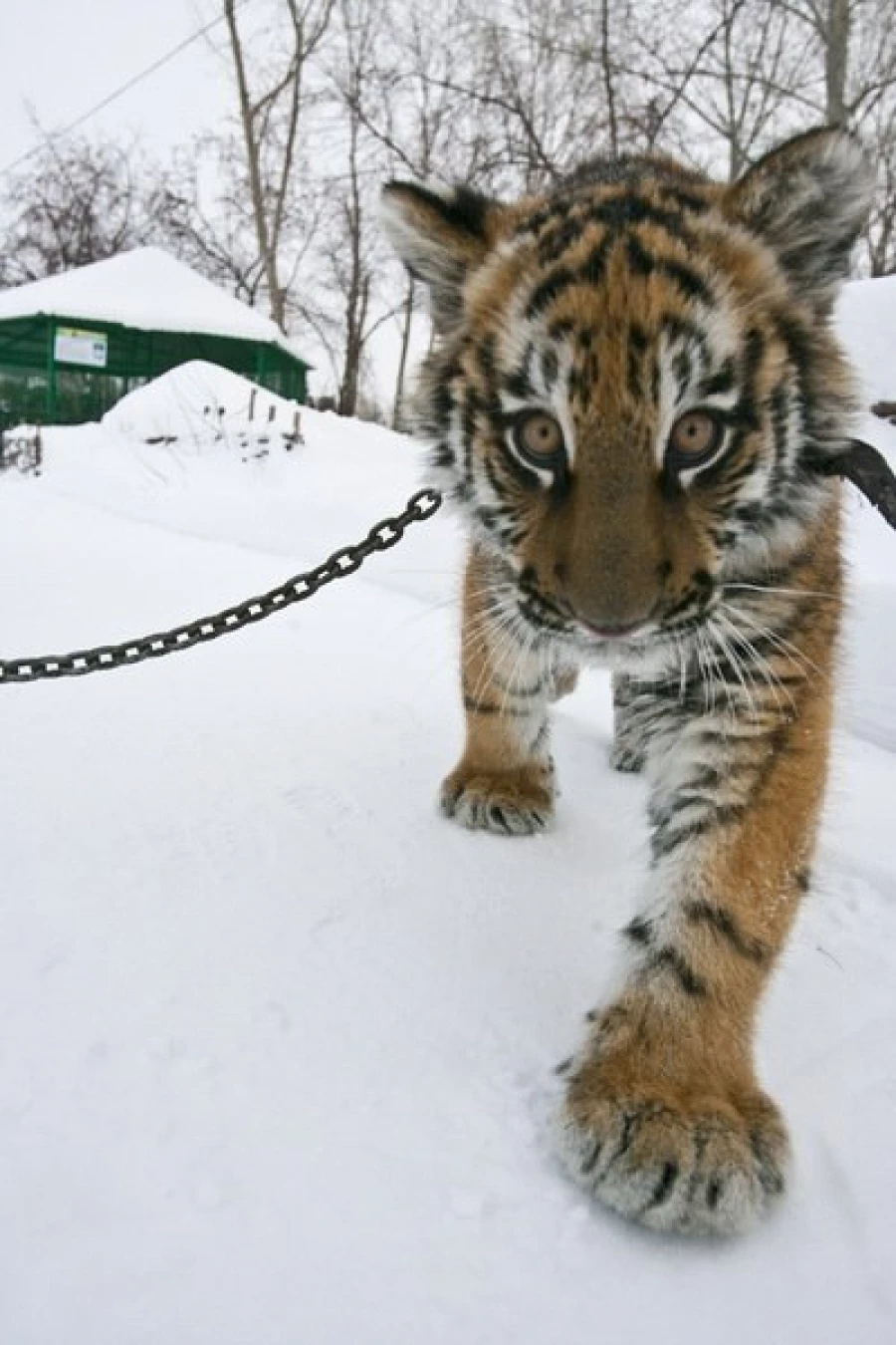 В Барнаул привезли тигрицу Багиру