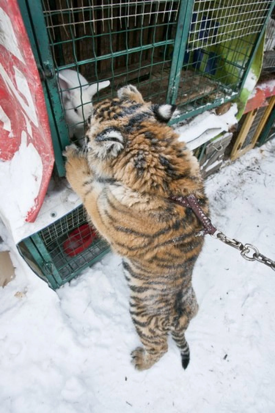 В Барнаул привезли тигрицу Багиру