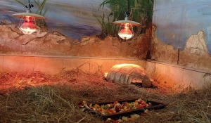 Черепахи в зоопарке «Лесная сказка».