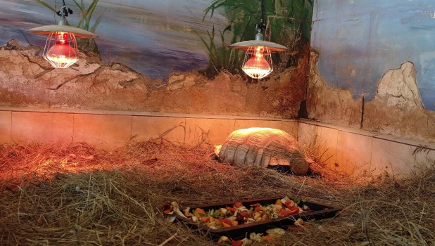 Черепахи в зоопарке «Лесная сказка».