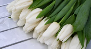 Цветы. Тюльпаны.