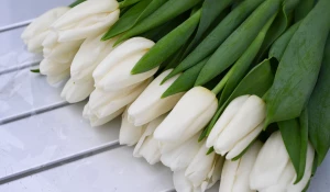 Цветы. Тюльпаны.