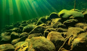 Прозрачная вода Телецкого озера.