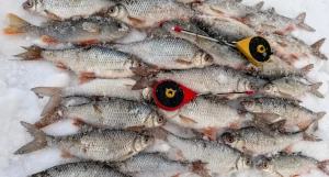 Рыбалка на Алтае.