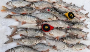 Рыбалка на Алтае.