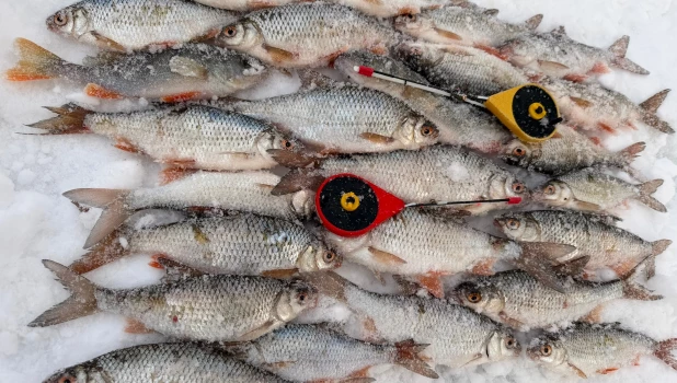 Рыбалка на Алтае.