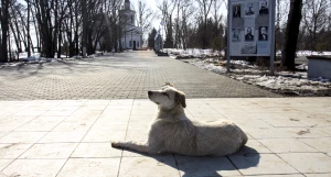 Потепление, собака, Нагорный парк, солнце. 
