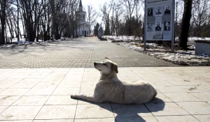 Потепление, собака, Нагорный парк, солнце. 