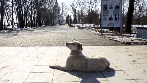 Потепление, собака, Нагорный парк, солнце. 