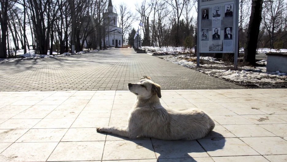 Потепление, собака, Нагорный парк, солнце. 
