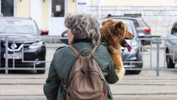 Собака на руках. 