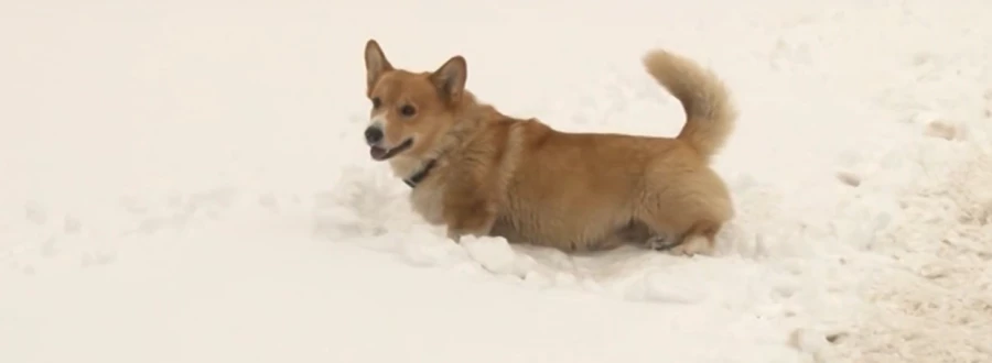 Полиция Барнаула обзавелась новым криминалистом по кличке Рыжий.