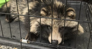 Енотовидная собака.