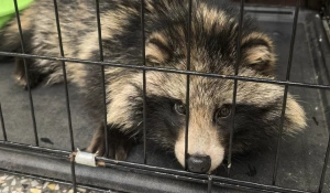 Енотовидная собака.