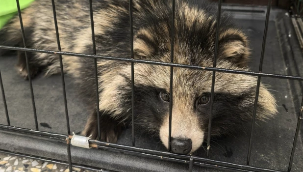 Енотовидная собака.