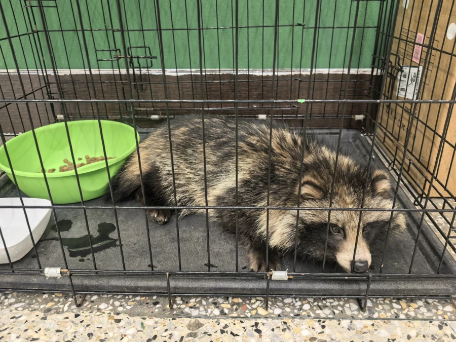 Енотовидная собака.