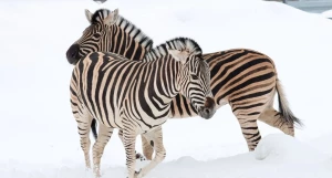 Зебры в барнаульском зоопарке.