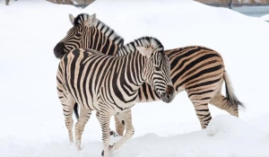 Зебры в барнаульском зоопарке.