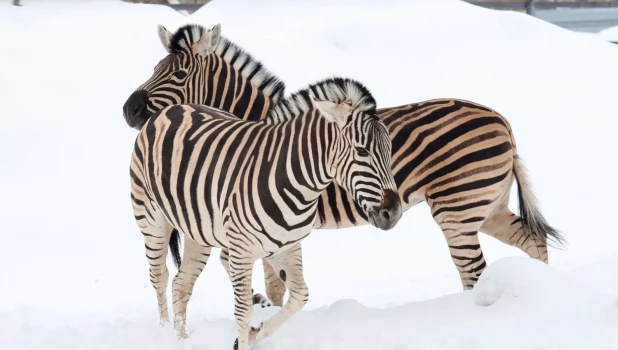 Зебры в барнаульском зоопарке.