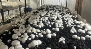 Шампиньоновая ферма в Барнауле.